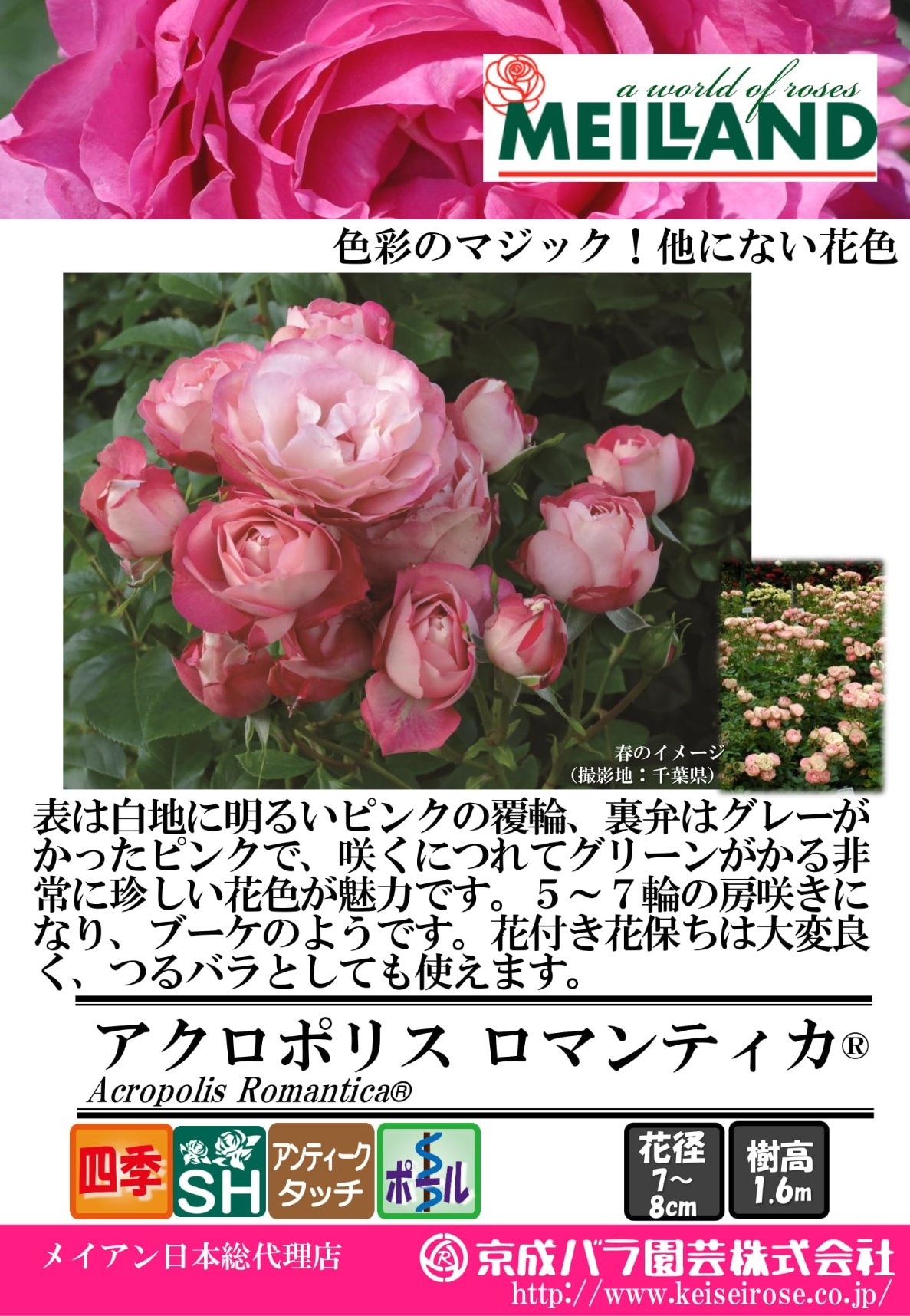 園芸研究家 村上敏さんが教えてくれる春のバラ講習会 スケジュール Fukuoka Effect フクオカ エフェクト 福岡市西区西の丘のガーデニングショップ